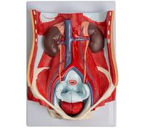 Human Urinary System Model,1:1 Life-Size Detachable Prostate Model,It Consists of 6 Parts, Showing The Kidneys, ureters, Bladder and Uterus,Bladder Model for Medical Demonstration