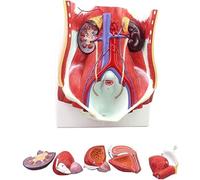 Human Urinary System Model Human Male Female Urinary System Model Kidney Anatomy Model Medical Organ Teaching Kit,Medical Anatomy Model