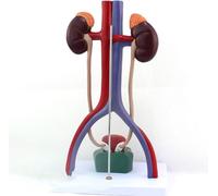 Human Urinary System Model Medical Anatomy Human Organ Model Kidney Ureter Bladder Urethra Anatomical Model, Medical Model