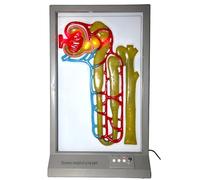 Human Urine Formation Dynamic Model for Biological Experiments, Hospital Laboratory Equipment for Educational Purposes