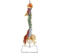 Human Vertebral Column Model, Lumbar Cervical Spine Anatomy Model, 85CM Bendable Neuro Skeletal Teaching Demonstrating, for Medical Educational Tool.