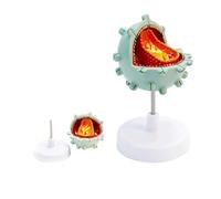 Human Virus Cell Model for Educational Demonstration of Virus Amplification and Cytopathic Effects, 3D Learning Tool for Biology and Virology Studies