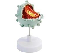 Human Virus Model, Aids Cell Structural Anatomy Model, Virus Amplification Demonstration Models, For Medical Education And Teaching.