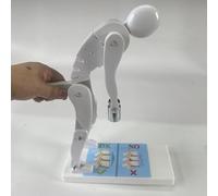 Human Weightlifting Spine Force Model for Medical Science Education and Anatomy Demonstration