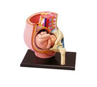 Human Women Pregnant Pelvis Section Model with 9 Months Baby Fetus Model Hand Painted Uterus Science Toy Human Women Pregnant Pelvis Section