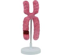 Human X Chromosome Meiosis Model, 1000X Enlargement Organelle Anatomy Kit | Shows Cell Organelle Submicroscopic Structure, for School Biology Lessons, Durable Resin Material