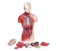 Human15 Pieces Skeleton Human Anatomy Torso Model 4D Anatomical Assembly Model