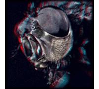 Humanfly - God Among Insects