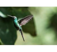 Hummingbird-1500-Piece Puzzle Game for Adults: DIY Skill Game, Colorful Puzzle Game (14 years+)
