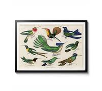Hummingbirds by Oliver Goldsmith, Vintage Zoology Print, Bird Illustration Wall Art, Ideal Home Decor Gift, 1826 Poster, Archival Matte, A5 (Print Only) - 21x14.8cm
