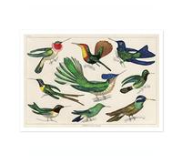Hummingbirds Poster, Vintage Botanical Art Prints, Retro Encyclopedia Illustration Wall Art Plants Botany Pictures, Bedroom Living Room Home Decor, A4 (Print Only) - 29.7x21cm