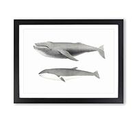 Humpback & Minke Whale By C.M. Scammon Vintage Framed Print | A2 Black Framed Wall Art | Ready to Hang | Classic Animal Picture | Living Room Bedroom Lounge Office