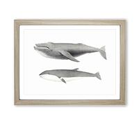 Humpback & Minke Whale By C.M. Scammon Vintage Framed Print | A3 Oak Framed Wall Art | Ready to Hang | Classic Animal Picture | Living Room Bedroom Lounge Office