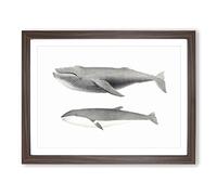 Humpback & Minke Whale By C.M. Scammon Vintage Framed Print | A4 Walnut Framed Wall Art | Ready to Hang | Classic Animal Picture | Living Room Bedroom Lounge Office