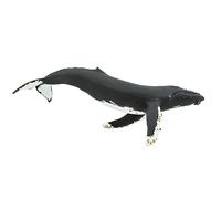 Humpback Whale