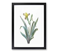 Hungarian Iris Flowers by Pierre-Joseph Redoute Framed Print | A2 Black Framed Wall Art | Ready to Hang | Modern Floral Picture | Living Room Bedroom Lounge Office