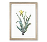 Hungarian Iris Flowers by Pierre-Joseph Redoute Framed Print | A2 Oak Framed Wall Art | Ready to Hang | Modern Floral Picture | Living Room Bedroom Lounge Office