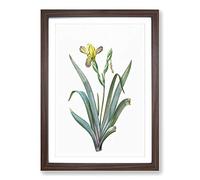 Hungarian Iris Flowers by Pierre-Joseph Redoute Framed Print | A2 Walnut Framed Wall Art | Ready to Hang | Modern Floral Picture | Living Room Bedroom Lounge Office