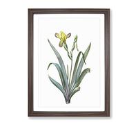 Hungarian Iris Flowers By Pierre Joseph Redoute Vintage Framed Print | A2 Walnut Framed Wall Art | Ready to Hang | Classic Floral Picture | Living Room Bedroom Lounge Office