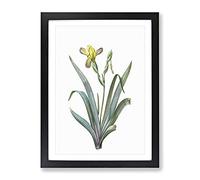 Hungarian Iris Flowers By Pierre Joseph Redoute Vintage Framed Print | A3 Black Framed Wall Art | Ready to Hang | Classic Floral Picture | Living Room Bedroom Lounge Office