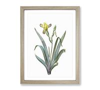 Hungarian Iris Flowers By Pierre Joseph Redoute Vintage Framed Print | A3 Oak Framed Wall Art | Ready to Hang | Classic Floral Picture | Living Room Bedroom Lounge Office