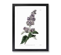 Hungarian Lilac Flowers Vintage Framed Print | A4 Black Framed Wall Art | Ready to Hang | Classic Floral Picture | Living Room Bedroom Lounge Office