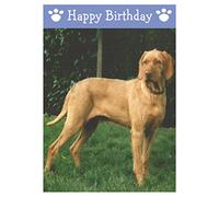 Hungarian Wire Haired Vizsla, Dog Birthday Card