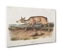 Hunted Black Tailed Deer By John Woodhouse Audubon Canvas Print | Gallery Wrapped 30mm Frame Wall Art | 30x20 inches | Ready to Hang | Retro Animals Picture | Living Room Bedroom Lounge Office