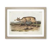 Hunted Black Tailed Deer By John Woodhouse Audubon Vintage Framed Print | A2 Oak Framed Wall Art | Ready to Hang | Classic Animal Picture | Living Room Bedroom Lounge Office