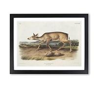 Hunted Black Tailed Deer By John Woodhouse Audubon Vintage Framed Print | A3 Black Framed Wall Art | Ready to Hang | Classic Animal Picture | Living Room Bedroom Lounge Office