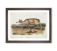 Hunted Black Tailed Deer By John Woodhouse Audubon Vintage Framed Print | A4 Walnut Framed Wall Art | Ready to Hang | Classic Animal Picture | Living Room Bedroom Lounge Office