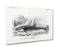 Hunted Whale by Charles d' Orbigny Canvas Print | Gallery Wrapped 30mm Frame Wall Art | 30x20 inches | Ready to Hang | Modern Animals Picture | Living Room Bedroom Lounge Office