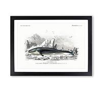 Hunted Whale by Charles d' Orbigny Framed Print | A2 Black Framed Wall Art | Ready to Hang | Modern Animal Picture | Living Room Bedroom Lounge Office