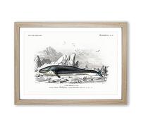 Hunted Whale by Charles d' Orbigny Framed Print | A2 Oak Framed Wall Art | Ready to Hang | Modern Animal Picture | Living Room Bedroom Lounge Office