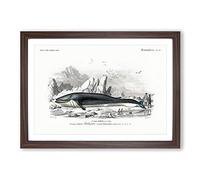 Hunted Whale by Charles d' Orbigny Framed Print | A2 Walnut Framed Wall Art | Ready to Hang | Modern Animal Picture | Living Room Bedroom Lounge Office