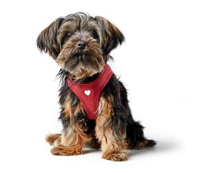 HUNTER Dog Harness Love Red Soft Cowhide Breathable Mesh Padding Heart Hand Stitched High Comfort Made in Germany Size S