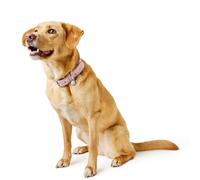 Hunter Malibu Dog Collar Made of Faux Leather with Soft Neoprene Underlay, Robust Collar with Elegant Fittings for High Daily Life, Colour Coral, Size 55