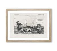 Hunting a Bowhead Whale by Charles d' Orbigny Framed Print | A2 Oak Framed Wall Art | Ready to Hang | Modern Animal Picture | Living Room Bedroom Lounge Office
