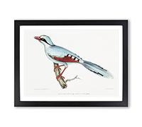 Hunting Crow Bird By John Edward Gray Vintage Framed Print | A3 Black Framed Wall Art | Ready to Hang | Classic Animal Picture | Living Room Bedroom Lounge Office