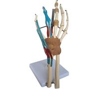 HUOYALU Human Hand & Wrist Joint Anatomical Model Include Vascular Ligament Muscle Function - for Study Display Teaching Medical Model