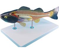 HUOYALU Perch Anatomical Model, Fish Anatomy Model, Professional Aquaculture Science Teaching Experimental Model, Animal Specimens Model