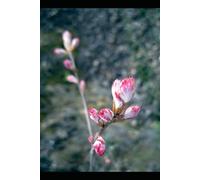 Hur man Odlar Rosor: Konsten att Ympa (One)