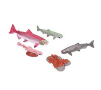 HUSHUI Salmon Growth Cycle Model, Vivid Real Animal Life Stages Material, Safe Odorless, with Detailed Appearance for Educational School Projects Home Decor Above 3 Years Old