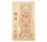 HUSHUI Wooden Human Body Structure Multilayer Brick Toy Colorfast Durable for Kid Gift Eco-Friendly Toy for Boys and Girls 11.41 * 6.57 * 0.78in (Boy)