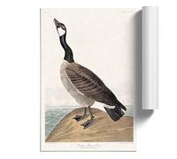 Hutchins Barnacle Goose by John James Audubon Design | Unframed Wall Art Print | Ready to Frame Poster | Modern Home Decor Picture | Artwork for Living Room or Office | A4 (21x29.7 cm)