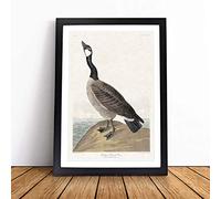 Hutchins Barnacle Goose by John James Audubon Framed Wall Art Picture Print - Canvas Painting - Modern Home Décor Poster - Ready to Hang for Living Room Bedroom Kitchen - Black A3 (36 x 48 cm)