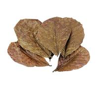 huyipin 10 Pack Natural Indian Almond Leaves Prevents Harmful Bacterial Growth Lower PH Level Water Change Olive Leaves for Fish Tank Aquarium Pets