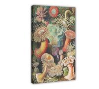 HUYNHTY Ernst Haeckel Sea Anemones Canvas Poster Bedroom Decor Landscape Decor Gift 16x24inch(40x60cm)
