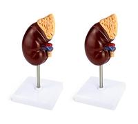 HWIREUIGT 2X Life-Size Kidney Model, 2 Parts Showing Internal Structure A Kidney Human Anatomy Replica