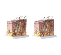 HWIREUIGT 2X Skin Model 50X Enlarged Anatomical Skin Model Anatomy Three-Dimensional Skin Model
